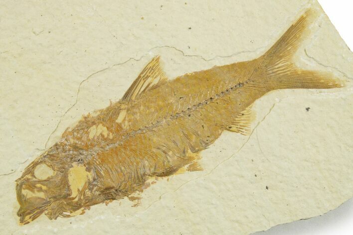 Detailed Fossil Fish (Knightia) - Wyoming #369411